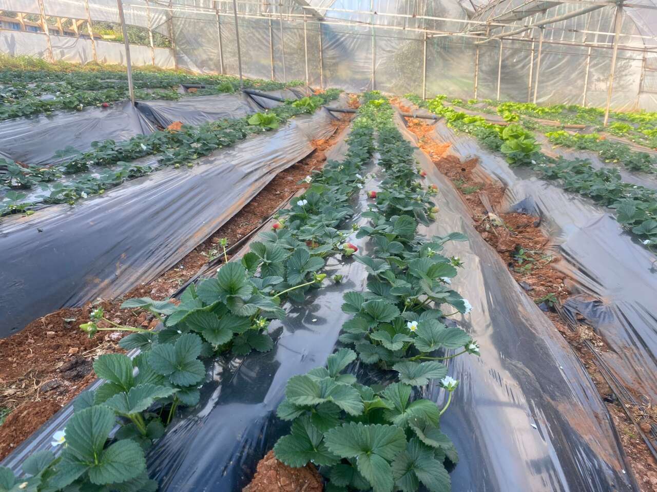 Köyceğiz’de Sel Felaketi Seraları Vurdu: Üretici Zorlandı, Fiyatlar Artışta 10